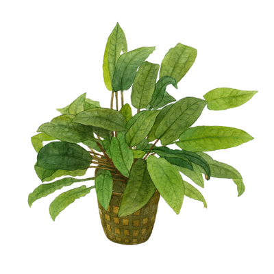 Cryptocoryne beckettii
