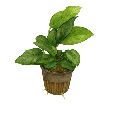 Anubias barteri var nana
