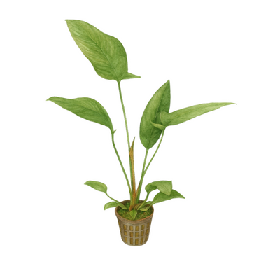 Anubias hastifolia