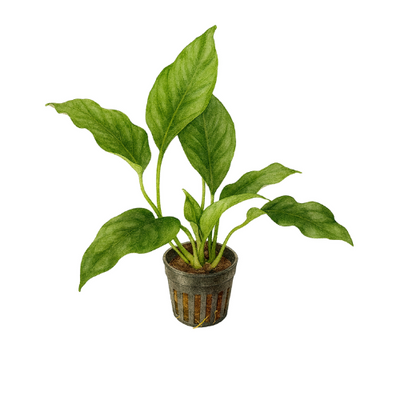 Anubias barteri var short and sharp