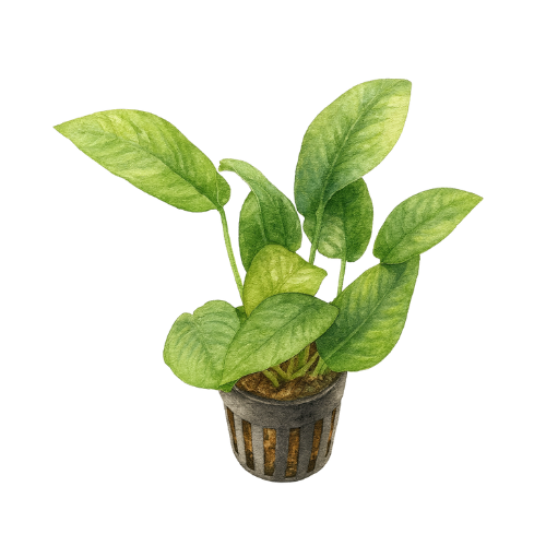 Anubias barteri striped