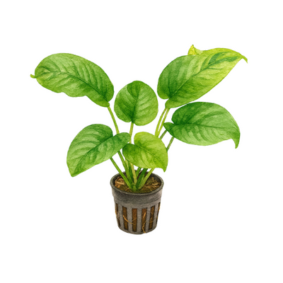 Anubias barteri Wrinkle Leave