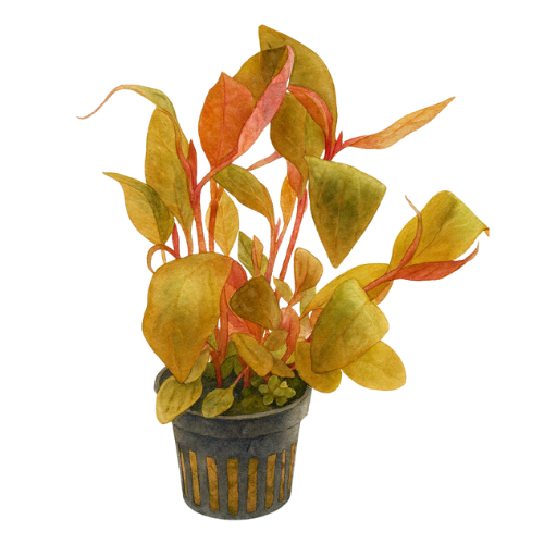 Alternanthera lilacina