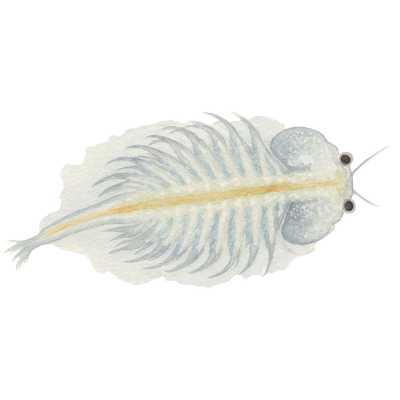 Artemia Nauplii - Freshly hatched 90 ml-pack