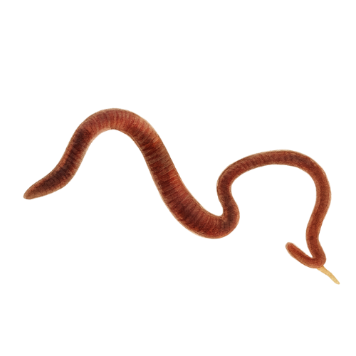 Black Worms (California Blackw.) 45ml-pack