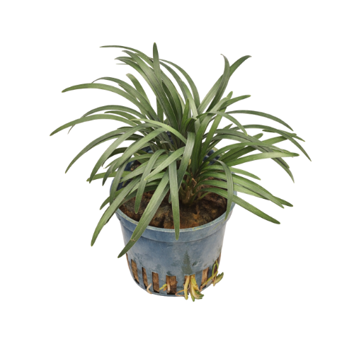 Ophiophogon japonica