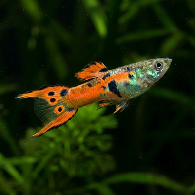 Poecilia endler red