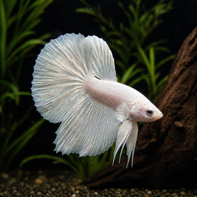 Betta spl. male veiltail white