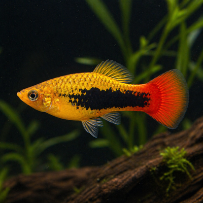 Platy Hawaii