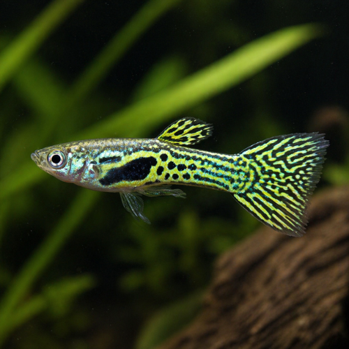 Endler Guppy Green Snake
