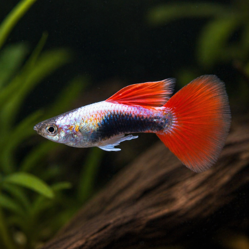 Guppy Santa Claus