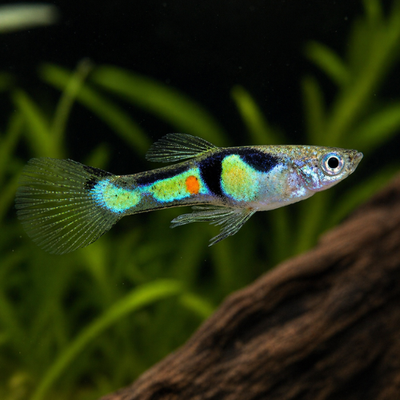 Endler Guppy El Tigre