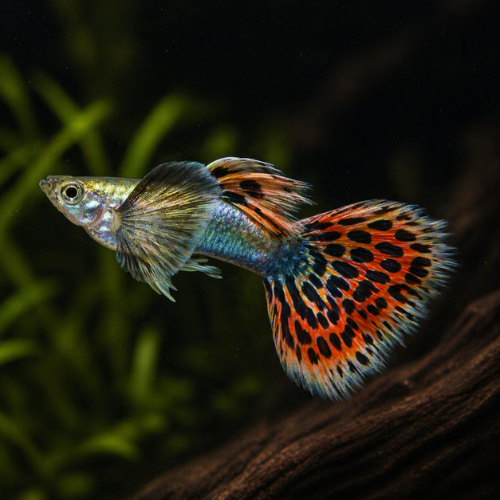 Guppy Dumbo Ear Leopard