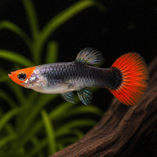 Guppy Koi Tuxedo