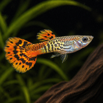 Guppy Cobra Red