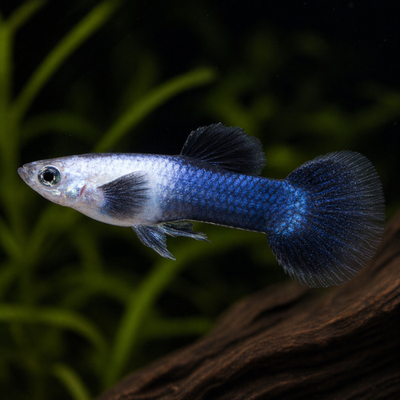 Guppy Panda