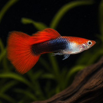 Guppy Red Tuxedo