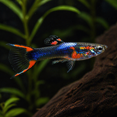 Endler guppy black flame