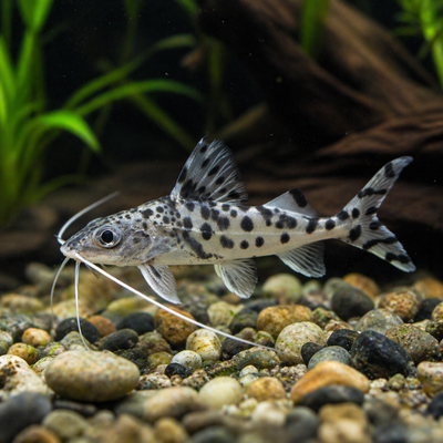 Pymelodus pictus