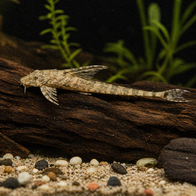 Rineloricaria fallax