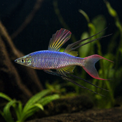 Iriatherina werneri