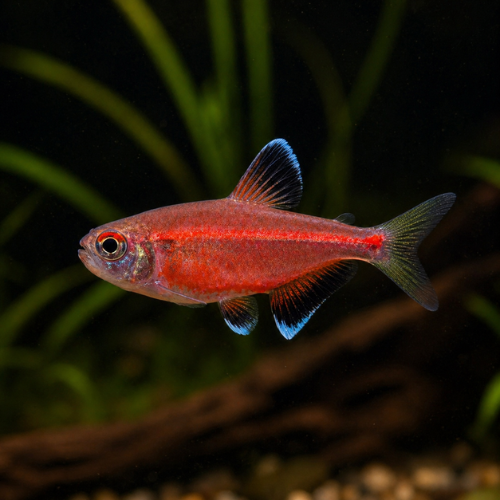 Hemigrammus coerulus