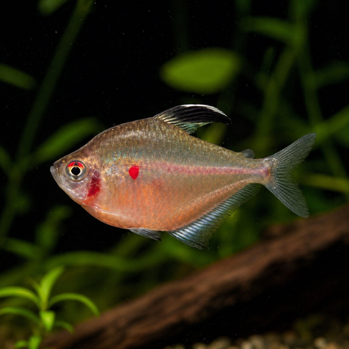 Hyphessobrycon socolofi
