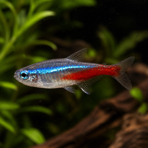 Paracheirodon innesi