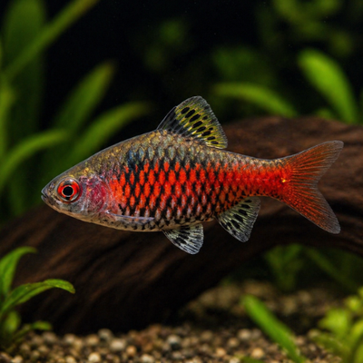 Puntius Odessa