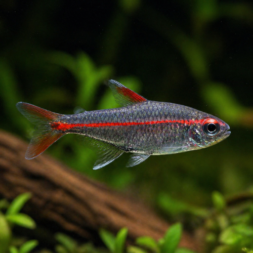 Hemmigramus erythrozonus