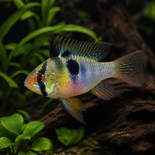 Microgeophagus ramirezi