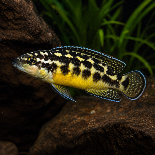 Julidochromis transcriptus