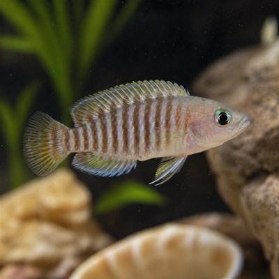 Neolamprologus multifasciatus