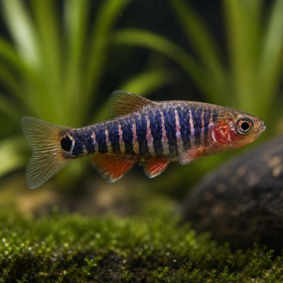 Danio erythromicron