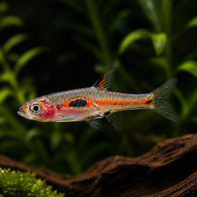 Boraras merah