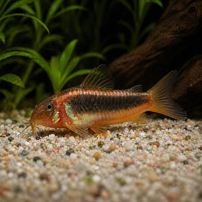 Corydoras spec. CW023