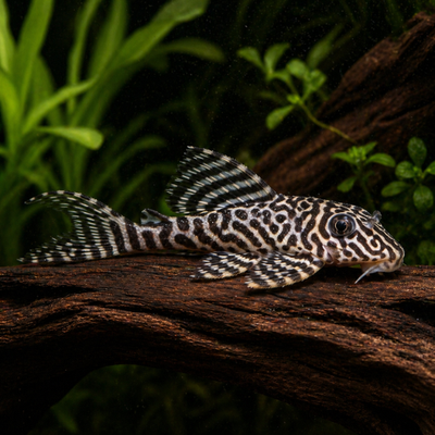 L66 Hypancistrus sp.