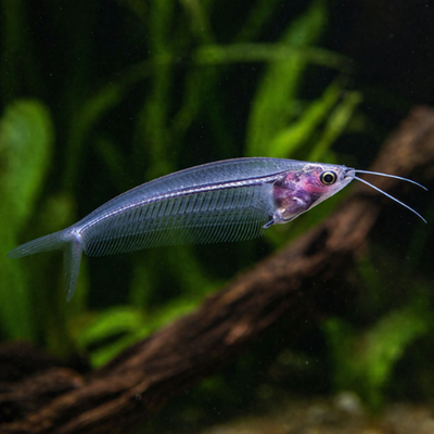 Kryptopterus vitreolus