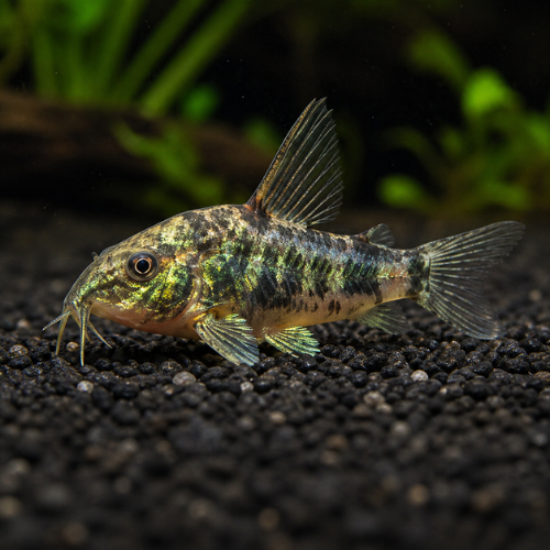 Corydoras palaetus