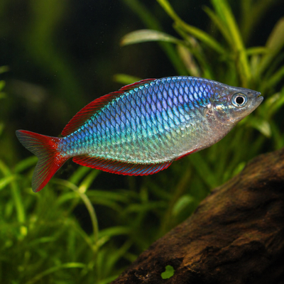 Melanotaenia praecox