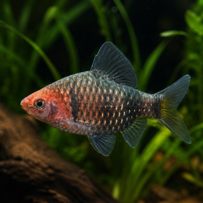 Barbus nigrofasciatus