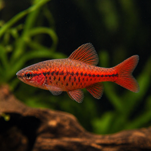 Barbus titteya