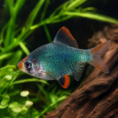 Barbus tetrazona green