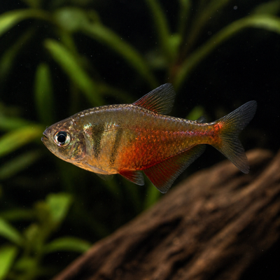 Hyphessobrycon flammeus