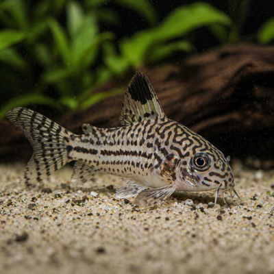 Corydoras julii