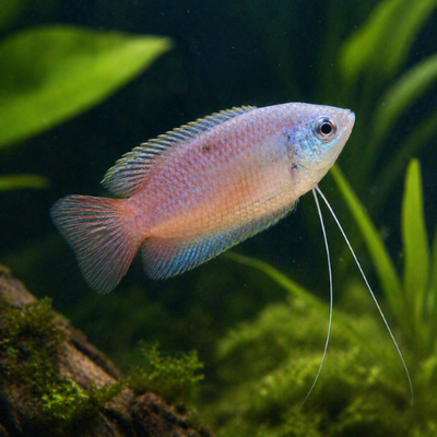 Colisa chuna