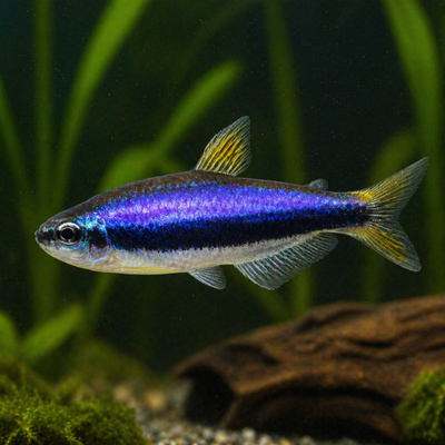 Inpaichthys kerri superblue