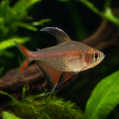 Hyphesobrycon robertsi