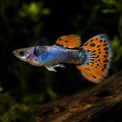 Poecilia ret. (in pair) platinum red mozaik big ear