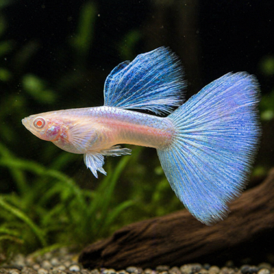 Poecilia ret. (in pair) albino sky blue